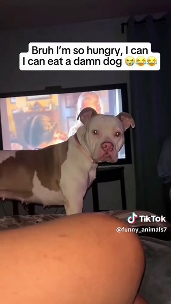 Funny dogs compilation #funnypets #cutedog #funnydog #cutedogsoftiktok