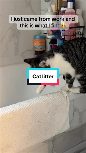 Bobo's Mischievous Playtime with Fibi