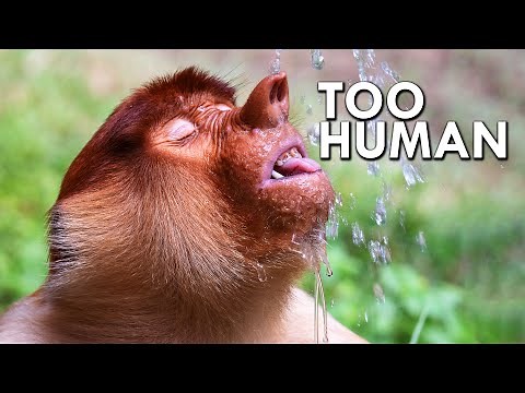 Proboscis Monkeys Are Too Human