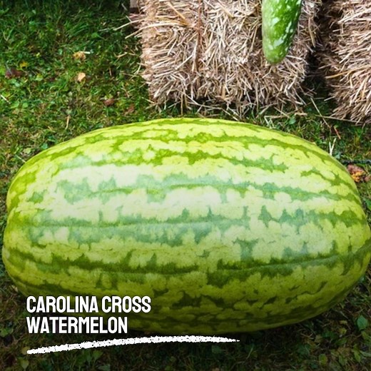 50 Carolina Cross Watermelon Seeds – Giant Heirloom Variety – Sweet Red Flesh – USA Seller - Etsy