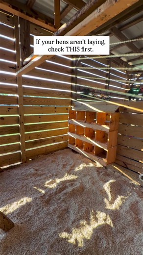 Setting up your nesting boxes correctly makes all the difference! Here’s how: 1. Size Matters - Each box should be at least 12x12 inches to give your hens a cozy, private space to lay. Too small? They’ll avoid it. Too big? Multiple hens might pile in, leading to broken eggs. 2. Keep It Private & Dark - Hens prefer quiet, low-light areas for laying. Position nesting boxes in a calm part of the coop, away from heavy foot traffic and bright light. 3. Use Soft Bedding - Straw, pine shavings, or nest