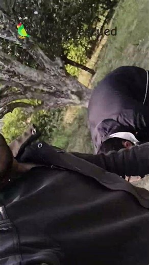 A parret rescued#love #india #animals #birds