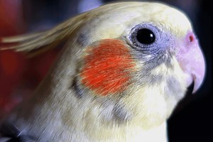 Why Is My Cockatiel's Nose Red?- What Are The Causes?