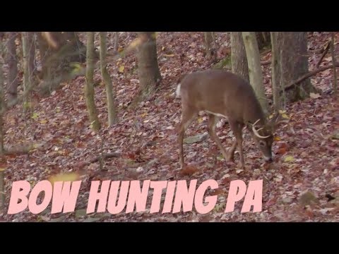 BOW HUNTING PA MOUNTAIN BUCKS 