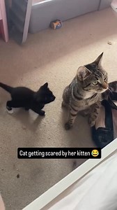 The cat scares the cat#cat #funny #catsoftiktok #fyp #foryou #funnycat #tiktok | Funny.cat.editor