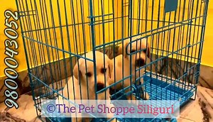 11K views · 362 reactions | ∆ Labrador Male ∆ German Shepherd Male ∆ Culture Pomeranian Female Ready puppies in our store waiting for new home | The PET Shoppe Siliguri | Facebook