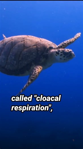 Some Turtles Can Breathe Through Their Butts 🐢