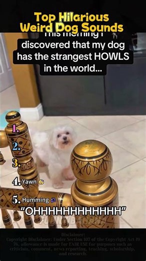 Funniest Weird Sounds Dogs Make #top #ranked #usa #fyp #pov #comedy #foryou #funny #dog #ranking