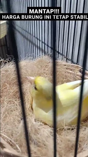Harga burung ini mantap ! Cocok buat di ternak