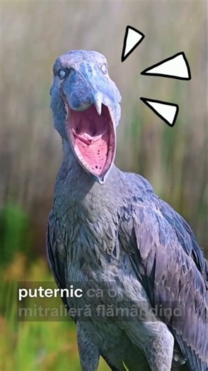 Păsări Terifiante 🦅