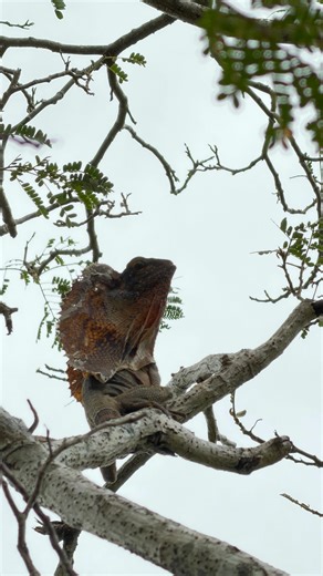 One of the most iconic Aussie reptiles, the Frill Neck Lizard 🦎 | Wildman Adventures