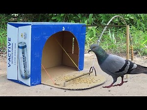 How To Make Sparrow Trap - Easy Quick Pigeon Trap Using Cardboard Box And Woods