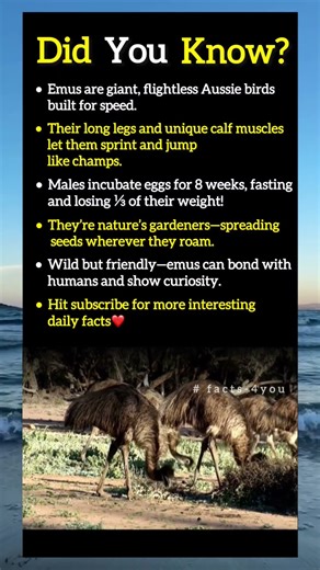 Facts about the fearless Australian giants Emus.#viral #birds #nature