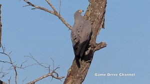 In our latest issue, Portugal et al. find anomalous binocular vision...