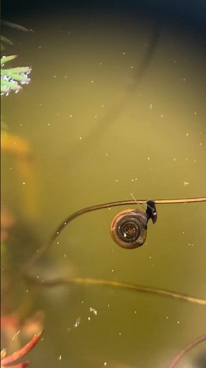 Day 9 Discovered a NEW snail SPECIES 👀