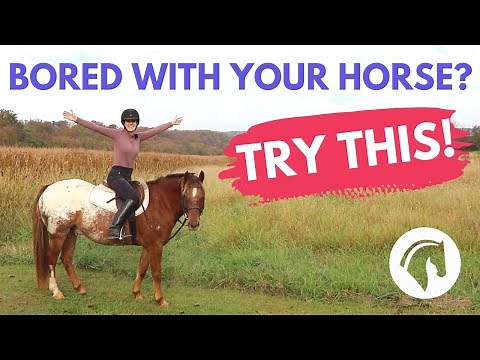THINGS TO DO WITH YOUR HORSE (FUN & INTERESTING IDEAS)