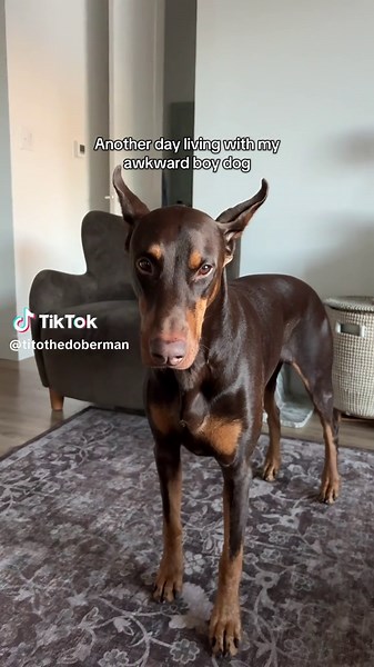 Vivendo com meu cachorro Doberman