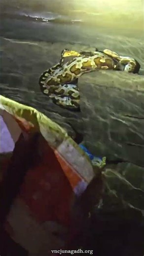 An Indian Rock Python had fallen into an underground water tank at G.M.E.R.S., Junagadh.