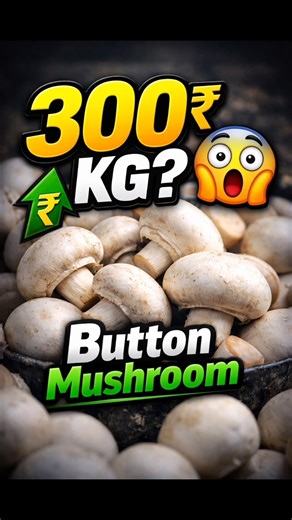 Button Mushroom ka Rate Sunke Shock Ho Gaya 😱 | 300₹ KG?! #shorts #shortsfeed #youtubeshorts