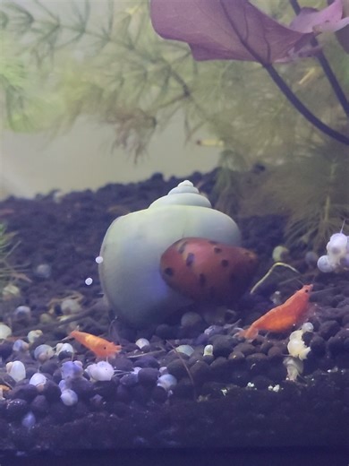 finally got my first female nerite. the egg laying is gonna drive me mad ngl #neritesnails #mysterysnail #fishtok #plantedtank #aquariumenthusiasts