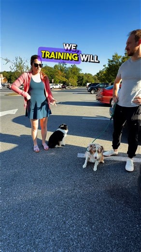 18 reactions | We talk about our rescue dog Remy, who is around 3 years old. We rescued her last October from an Amish puppy mill, and she's still learning how to interact with the world. She's very loving and snuggly, but we're working on training her for things like car rides and travel. We're excited for her to experience playing with other dogs her size, as our other dog Viv doesn't play well with larger dogs. | Julie's K9 Academy - Dog Training | Facebook