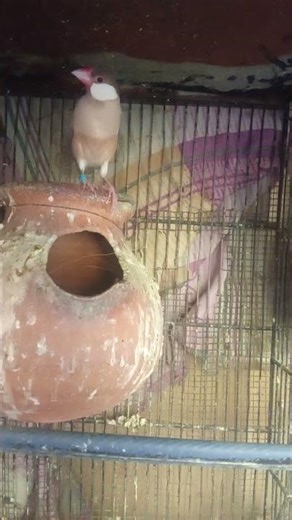 Fawn Java breeder pair ready to breed