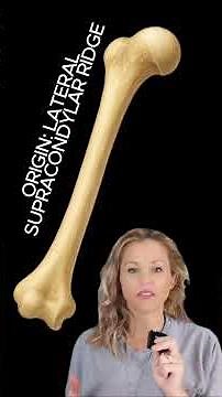 POWER YOUR ELBOW FLEXION IN NEUTRAL!! THE BRACHIORADIALIS MUSCLE