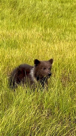 56K views · 644 reactions | These little guys are so cute! Brown bear cub from this past June in Lake Clark National Park, Alaska. | Niebrugge Images | Facebook