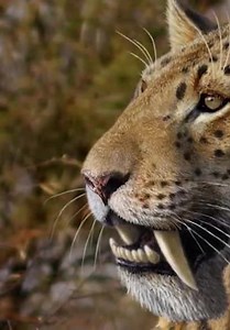 Early Humans S01:E04 - Gigantopithecus: The Largest Ape That Ever Existed