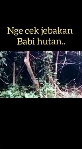 Jebakan babi hutan... #jebakanbabihutan #shorts #suasanahutan #fyp