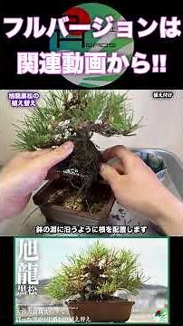 丁寧に植え替える黒松盆栽Carefully Repotting a Black Pine Bonsai #盆栽 #bonsai