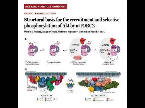 702-Structural Basis for mTORC2 & Akt Phosphorylation