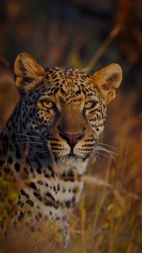 The Beauty of Africa You’ve Never Seen🪐 #explore#shorts#youtubeshorts#instagram#viral#africa#nature