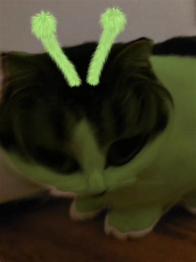 What Is My Cat Saying? Understanding Alien Cat Sounds