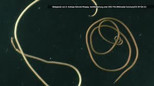 These mind-controlling worms lack a fundamental gene basically the entire animal kingdom possesses