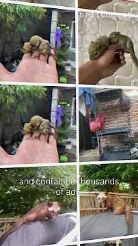 How Wildlife Traffickers Use Secret Codes to Sell Animals on Facebook