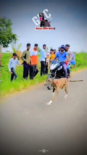 #kolhapur dog race 🚀❤️‍🔥#kolhapur dog raceing #maharastra dog race
