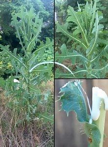 5.9M views · 2.7K reactions | Most people don't know that this plant, which grows everywhere, has a sap that's as expensive as silver... | Break | Facebook