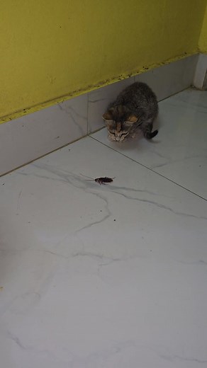 Cat Vs Cockroach #cat #cockroach #catvscockroach #kitten #hunting | Andaman Baby
