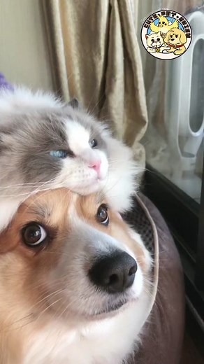 Adorable Pet Friendship Moments: Cats and Dogs Being Best Friends