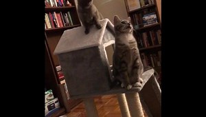 Got an adorable video update from Penelopeep (now Phoebe) and Pete’s (still Pete!) new mom! They love their new home and we couldn’t be happier for them 😻😻 | The Cat Doctor