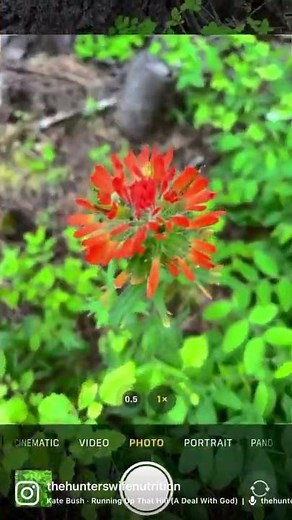 Using your iPhone camera to help identify plants 🌱