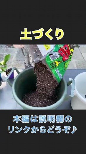 【初心者必見】ベランダで簡単にできる！プランター菜園の始め方〜植えこみ編〜 #Shorts