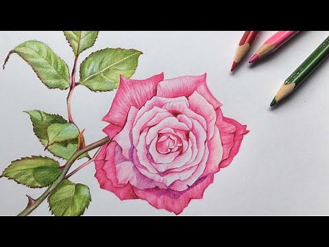Rose Drawing in Color Pencils | Flower Drawing | Camlin Triangular Color Pencils