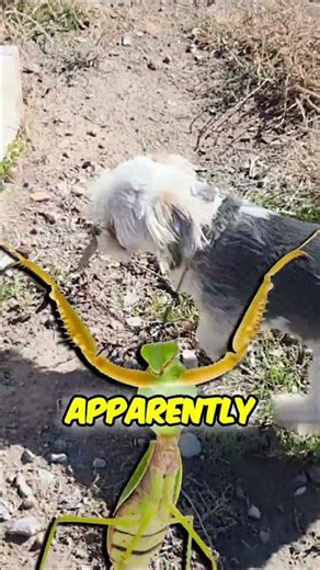 When Your Dog Eats EVERY Bug… Even Praying Mantises 🤢🐶