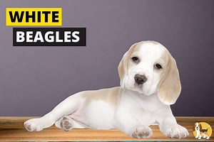 White Beagles - Everything you need to know - Beagle Care