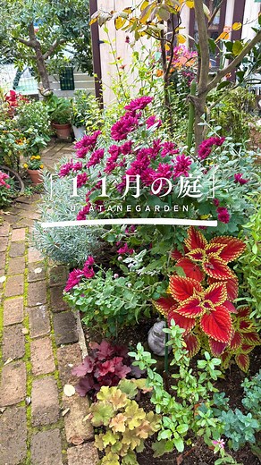 ９０秒で巡る１１月の庭散歩です🍁🍂😊#gardening #ガーデニング #flowers #ガーデニングチャンネル