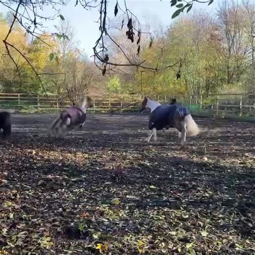 2.1K views · 61 reactions | On your marks… get set… Go! Crisp autumn days sending the girls all giddy 李 | Stepney Bank Stables | Facebook