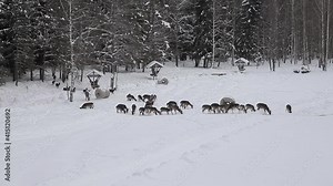 A large herd of European fallow deer, mouflon red deer on the trough. European fallow deer is eaten on a winter morning in a clearing in the forest. Wild animals feed in nature in winter on the snow
