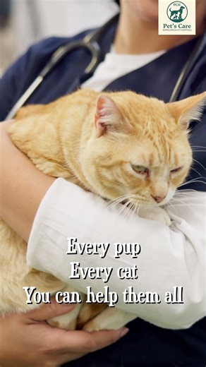 Learn Veterinary Ultrasound Hands-On | Pets Care Hospital Hyderabad | Vet Training Program